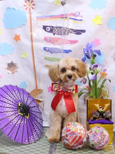 20240531ぽぽちゃん